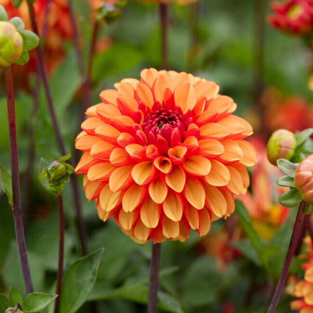 Dahlia 'American Sunset'